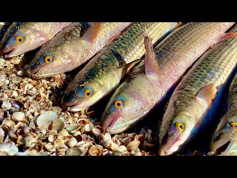 Видео: ПЕЛЕНГАС ПОШЁЛ!!! КИРИЛЛОВКА 2021