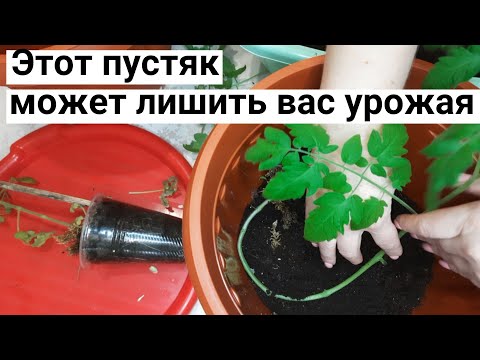 Видео: Внимание! Ловушка переросшей рассады. Мой огород на балконе.