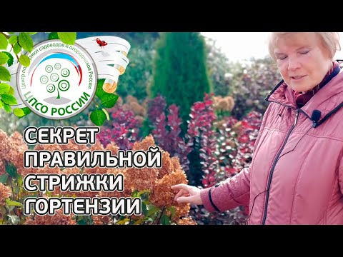 Видео: Обрезка метельчатой гортензии осенью. Правильная обрезка гортензии.