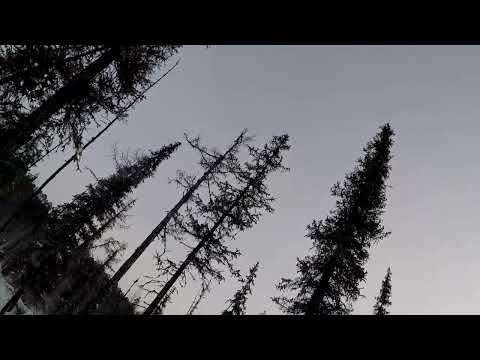 Видео: Охота на соболя с собакой