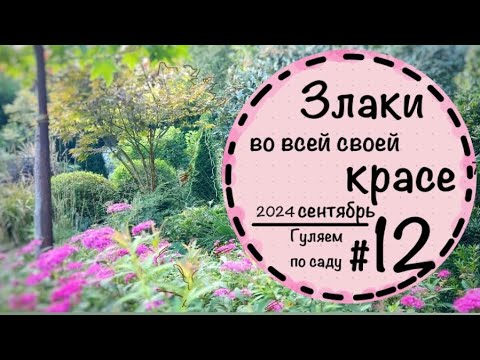 Видео: ☘️Прогулка по саду - 14 ☘️Сентябрь 2024☘️Злаки в саду☘️ Вечнозеленые кустарники☘️Цветники☘️