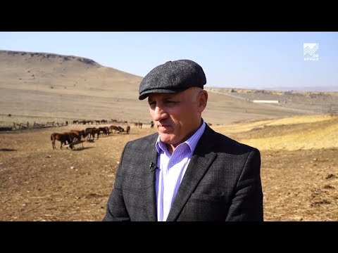 Видео: Сельский кластер - АО племенной конный завод "Карачаевский" Хусейна Каракетова (11.03.2020)