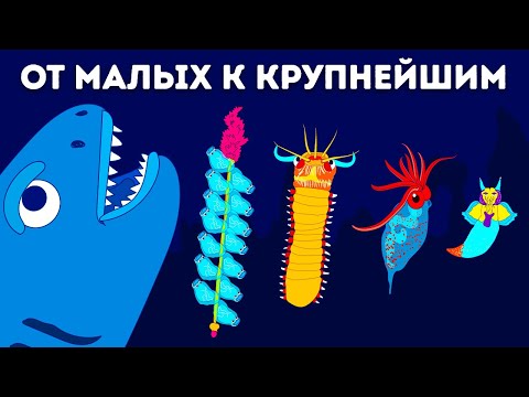 Видео: 50+ существ, которые доказывают, что мы ничего не знаем об океане