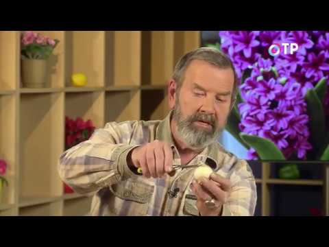 Видео: Зимнее размножение луковичных раннецветущих растений