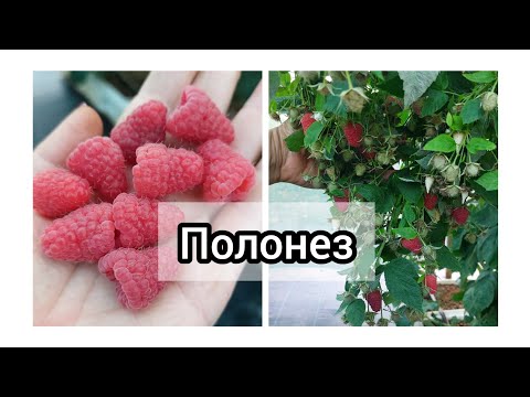 Видео: Малина Полонез