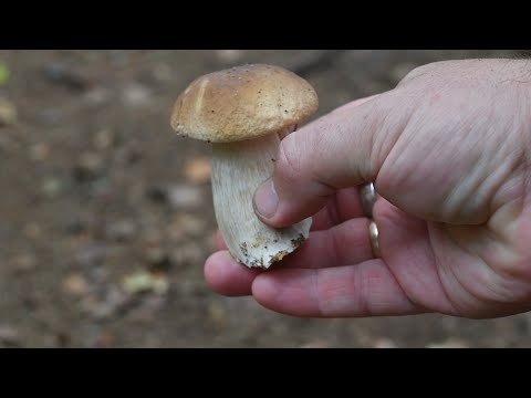 Видео: Одиночный поход. ИЗОБИЛИЕ ГРИБОВ ЗАШКАЛИВАЕТ!! Грибной Рай. Осень 2025