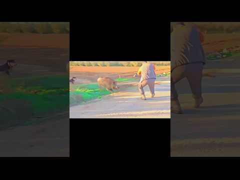 Видео: свинья атакована охотничьим выстрелом, хорошая погоня, охота на кабана#chase#challenge#hunting