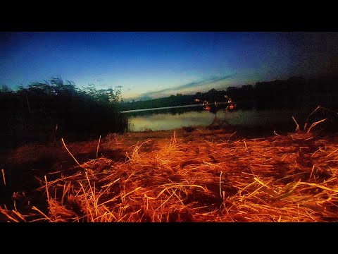 Видео: Товстолобики яких важко зрушити з місця. Лов товстолоба з ночівлею.