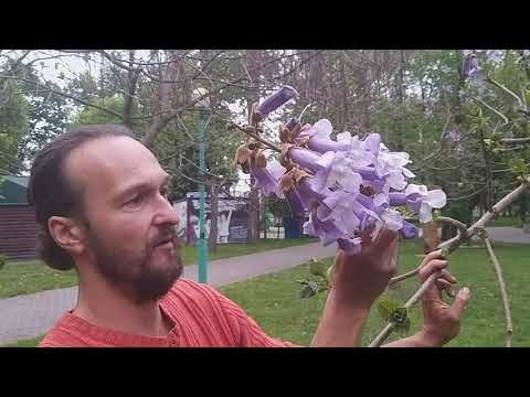 Видео: Павловниевая реальность в Бресте