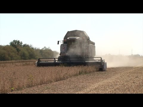 Видео: В Красногвардейском районе приступили к уборке сои