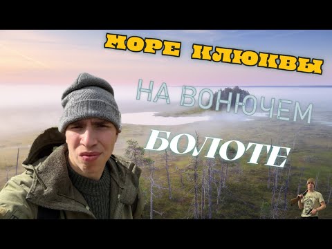 Видео: СОБИРАЮ КЛЮКВУ НА ТУХЛОМ БОЛОТЕ! БОЛОТО КОРМИТ!