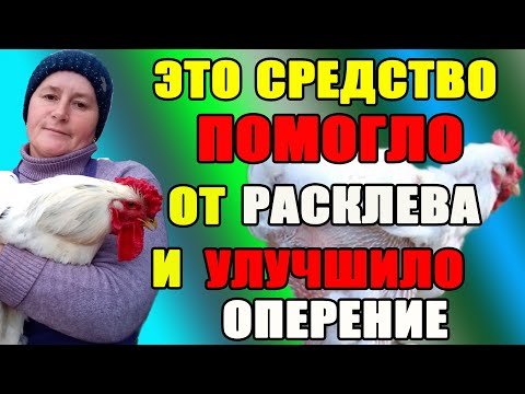 Видео: Как избавить кур от расклева (каннибализма) и улучшить их оперение.
