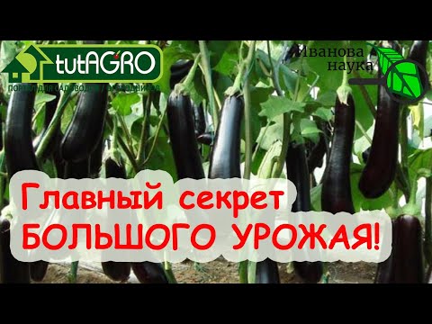 Видео: ТРИ КИТА БОЛЬШОГО УРОЖАЯ. Чего боятся БАКЛАЖАНЫ?