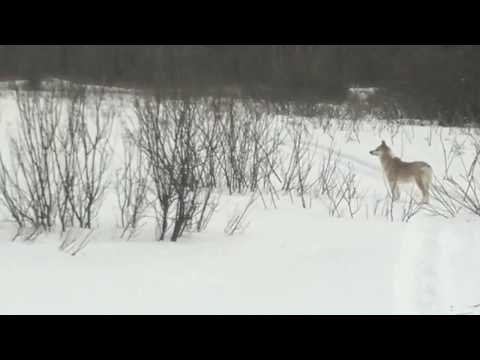 Видео: 20 калибр,мои мысли и размышления