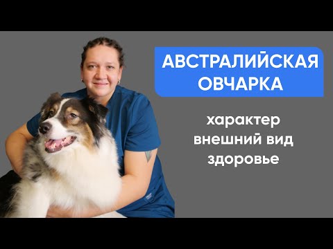 Видео: Аусси, австралийская овчарка - Смотрите всю информацию о породе!