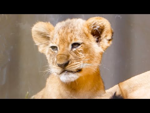 Видео: Львёнок Вега засыпает, увидев, как спит мама🦁💖