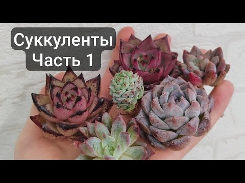 Видео: Обзор коллекции суккулентов (~150 разновидностей) ЧАСТЬ 1