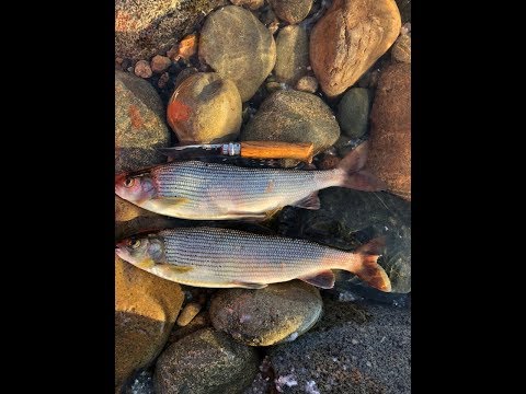 Видео: Супер клев крупного хариуса на Верхней Терси