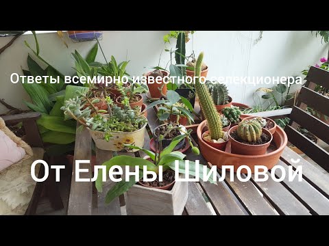 Видео: Альтернативные способы посадки орхидей-известнейший селекционер отвечает на вопросы Елены Шиловой