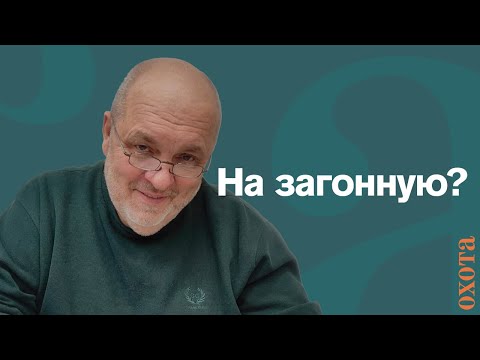 Видео: Загонная охота. Валерий Кузенков о том, как правильно охотиться?
