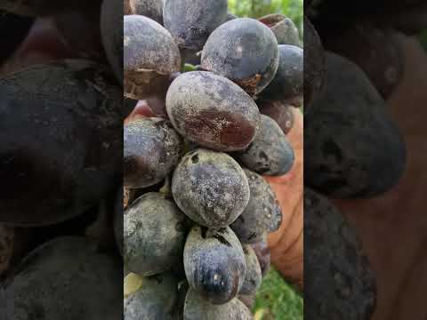 Видео: касалии ангур ва пешгирии он