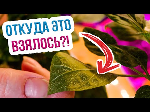 Видео: Пупырышки на листьях! Оэдема рассады - что это такое и как ее лечить?
