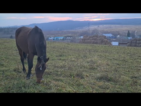 Видео: Веселое путешествие