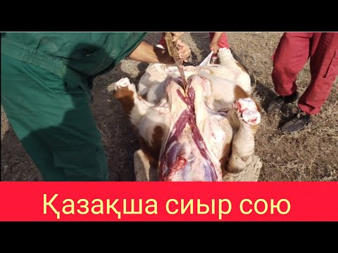 Видео: Ірі қараның ішек-қарынын түсіру. Әдіс нөмірі бір. Өгіз жіліктеу.