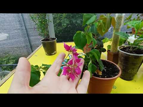 Видео: Комнатные растения.#склерохитон #ГлуардеЛорен #гибискус #Бугенвиллия #табернемонтана#дуранта#азалия