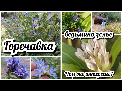 Видео: Коллекция Горечавки в моем саду! Чем она интересна?! 17 видов и сортов
