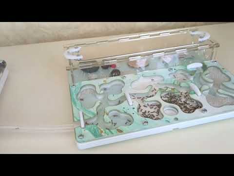 Видео: Переселение муравьев жнецов в новый формикарий!