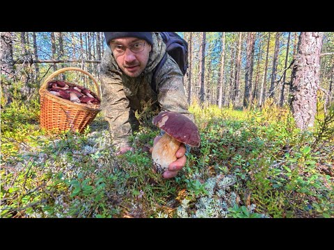 Видео: ШКВАЛ ЭМОЦИЙ ОТ ТАКОЙ ГРИБНОЙ ФАНТАСМАГОРИИ! НОВЫЙ СОСНОВЫЙ ЛЕС НАГРАДИЛ ФЕНОМЕНАЛЬНЫМИ БОРОВИКАМИ