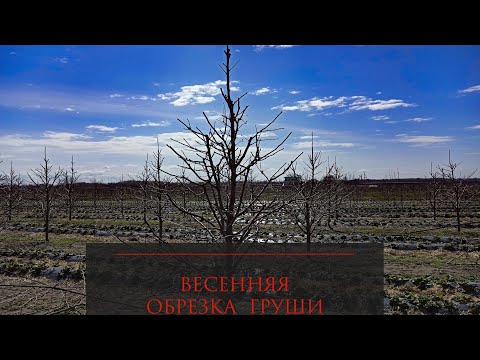 Видео: Весенняя обрезка груши