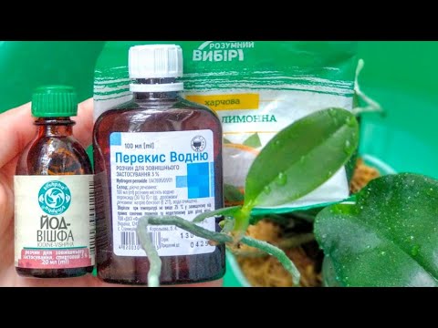 Видео: ВСЕ орхидеи БУДУТ ЦВЕСТИ! корни РАСТИ, листья ПОЯВЛЯТЬСЯ! орхидеи ПОЛИВ ПОСЛЕ ПОКУПКИ! ТРИО орхидеи!