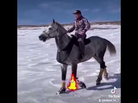 Видео: Жүйрік көкпар аттар. 👍