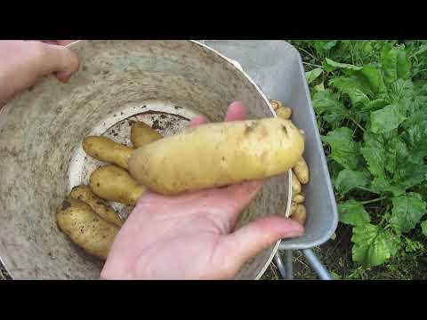 Видео: Урожайность картофеля,купленного в магазине Пятерочка!