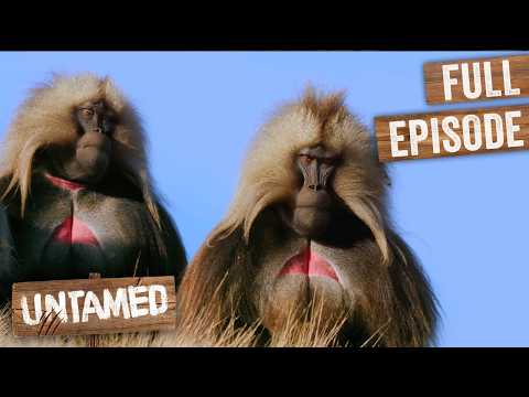 Видео: Обезьяны борются за звание следующего короля горы | Untamed