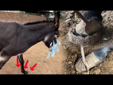 Видео: Снимите стресс! Ослику подрезают копыта, и он наслаждается процедурой!