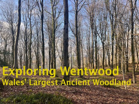 Видео: Крупнейший древний лес Уэльса: исследование Уэнтвуда