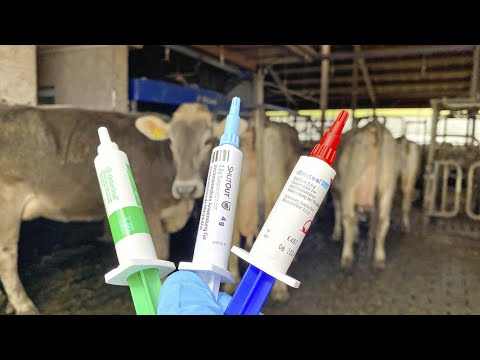 Видео: 🍀🐄ЧИХЕЛ ГОВҲОРО АЗ ШИР ҶУДО КАРДН!ВА ЧАРО  маълумоти пурра 🐄🐄🐄