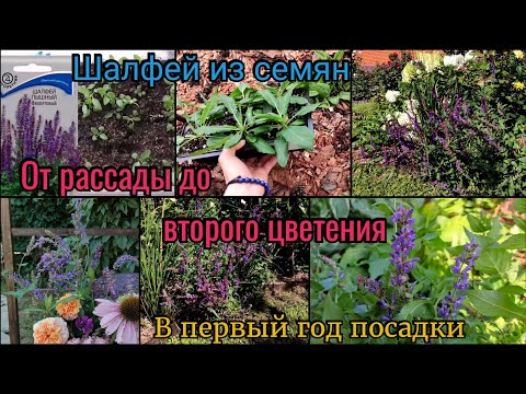 Видео: Шалфей из семян. От всходов до конца лета. Шалфей дубравный. Цветы на рассаду. Сад. Цветник