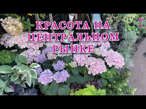 Видео: Центральный рынок 🌿 Всё для сада и огорода!