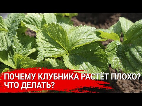 Видео: Почему клубника растёт плохо? Что делать?