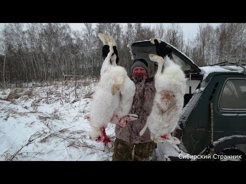 Видео: Такой охоты у меня еще не было или как сибиряки на зайца ходили.