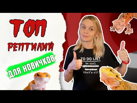 Видео: ТОП рептилий для новичков