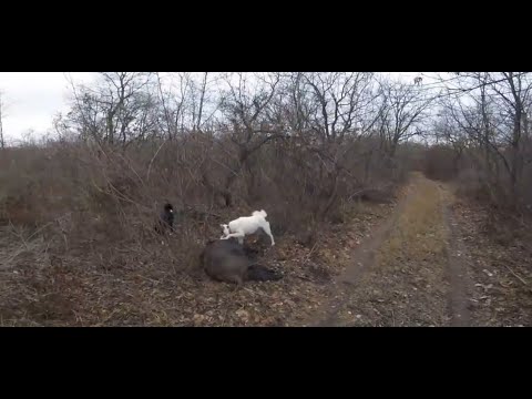Видео: Удачные охоты на кабана и воспитание щенков для охоты.