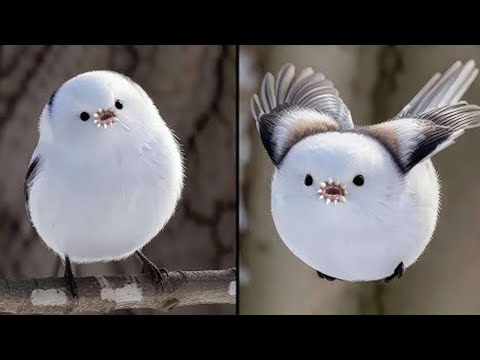 Видео: 100 Самых Опасных Детёнышей Животных в Мире