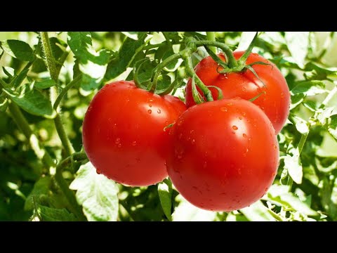 Видео: Вирощування помідорів на продаж у відкритому грунті/Помідори,як бізнес-ідея