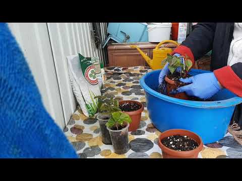 Видео: БУГЕНВИЛЛИЯ, САЖАЕМ УКОРЕНЕННЫЕ ЧЕРЕНКИ