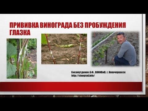 Видео: Прививка винограда без пробуждения глазка, Хисамутдинов АФ